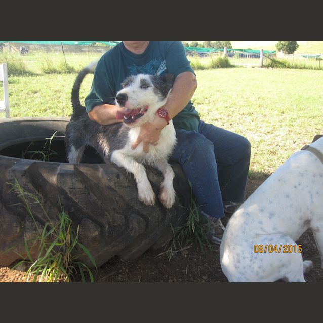 Photo of Ameerah (Adoption Pending)