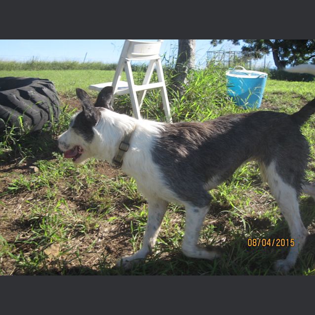 Photo of Ameerah (Adoption Pending)