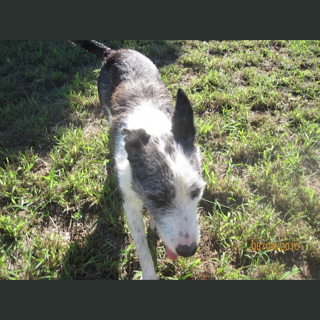 Photo of Ameerah (Adoption Pending)