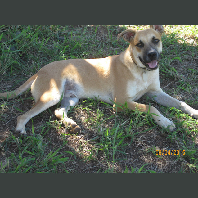 Photo of Aston (At Rspca Big Adopt Day Sept 19 Brisbane)