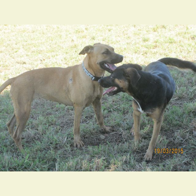 Photo of Bonner (Adoption Pending)