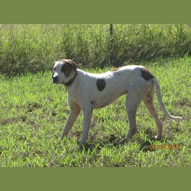 Photo of Bowie (Adoption Pending)