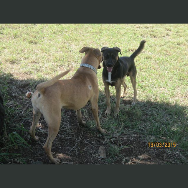 Photo of Bonner (Adoption Pending)