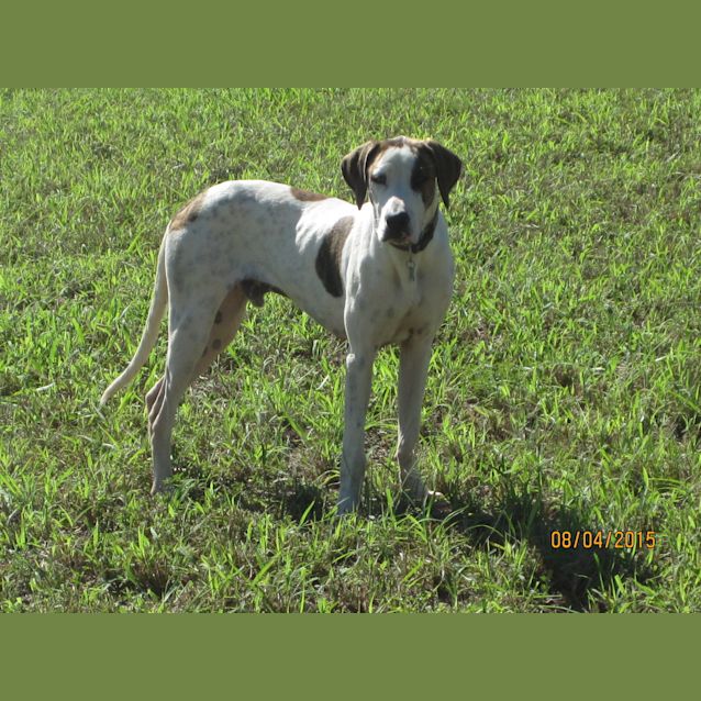 Photo of Bowie (Adoption Pending)