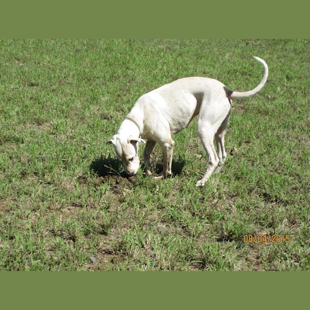 Photo of Bruce (Adoption Pending)