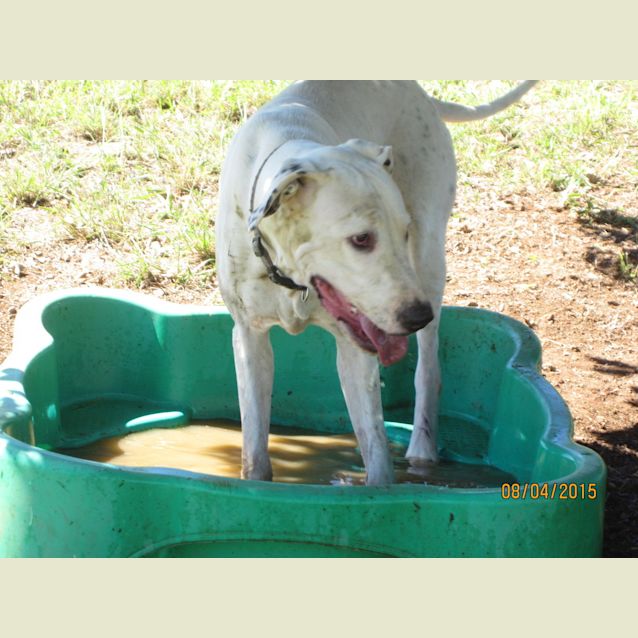 Photo of Bruce (Adoption Pending)