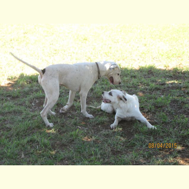 Photo of Bruce (Adoption Pending)