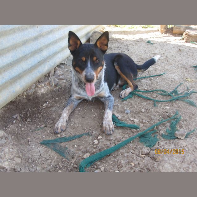 Photo of Scully (Adoption Pending)