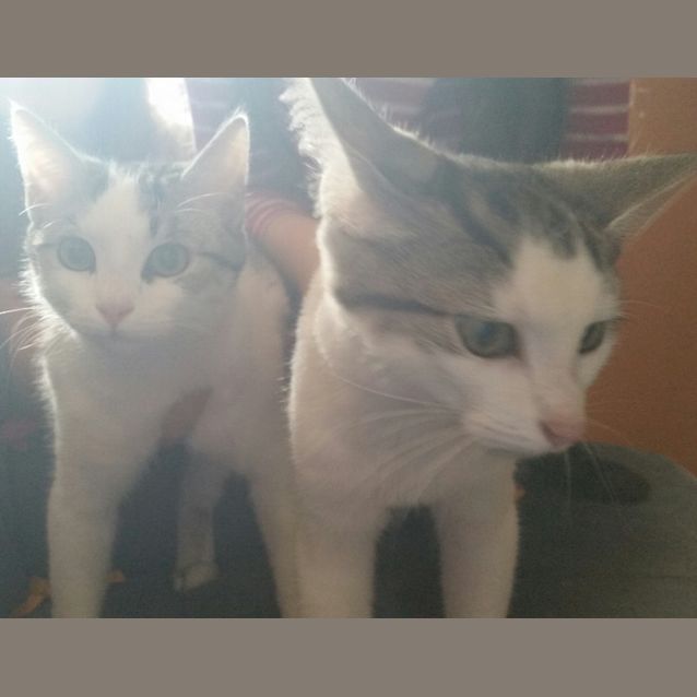 Photo of Scip And Scant.