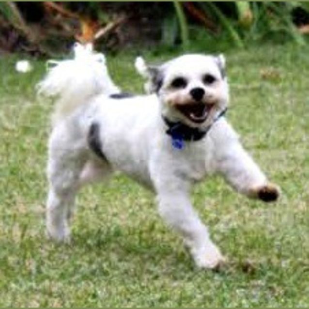 Photo of Monty ~ Shih Tzu X (Foster Fail 9/4/15)
