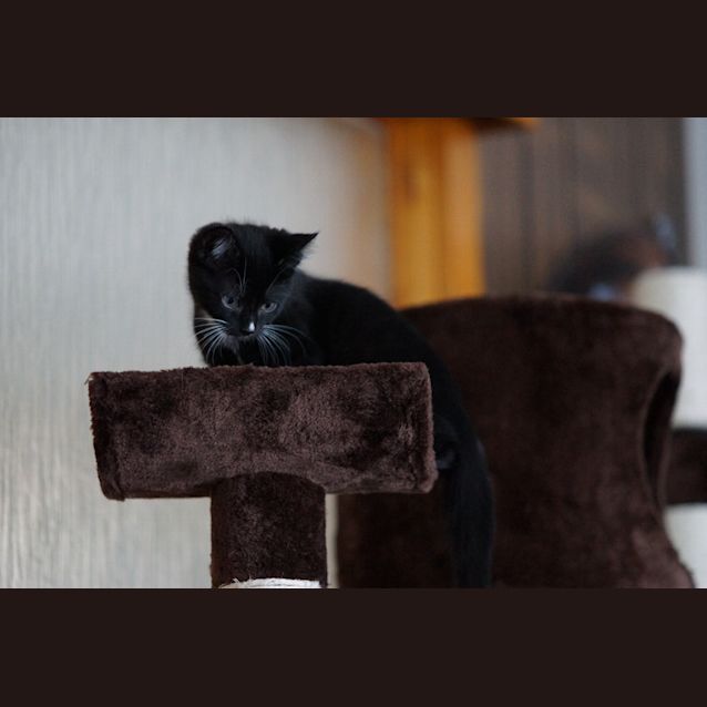 Photo of Mr Handsome Liquorice