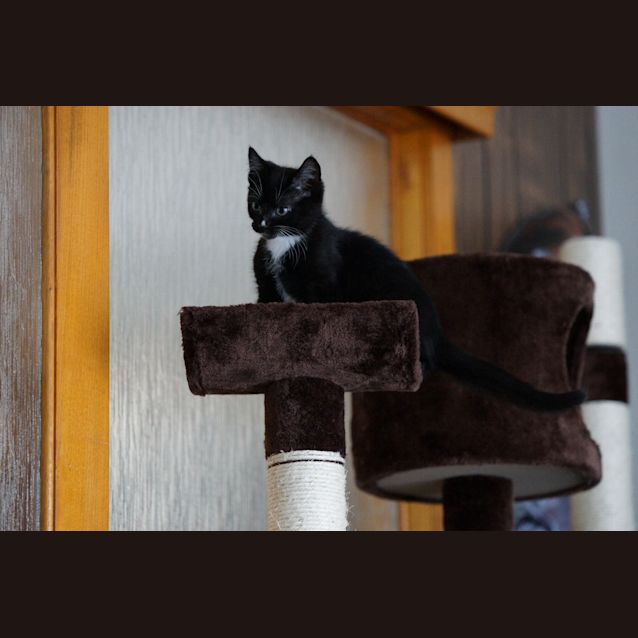 Photo of Mr Handsome Liquorice