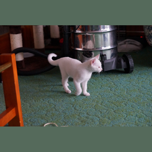 Photo of Cupcake ~ Applications Closed