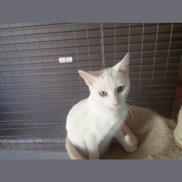 Photo of Ivory