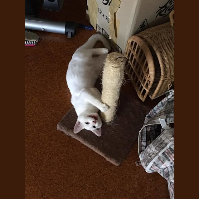 Photo of Casper