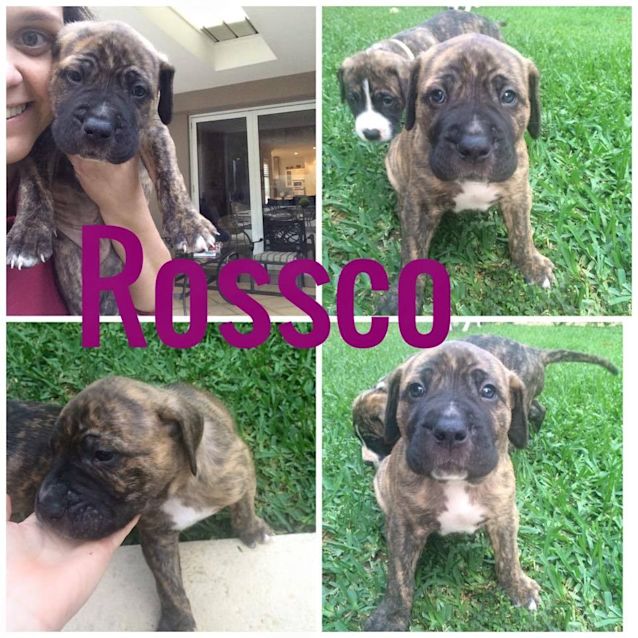 Photo of Rossco