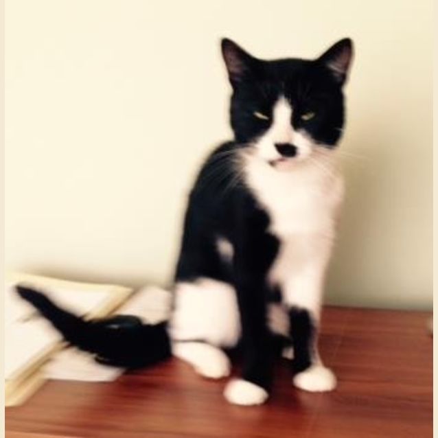 Photo of Smudge