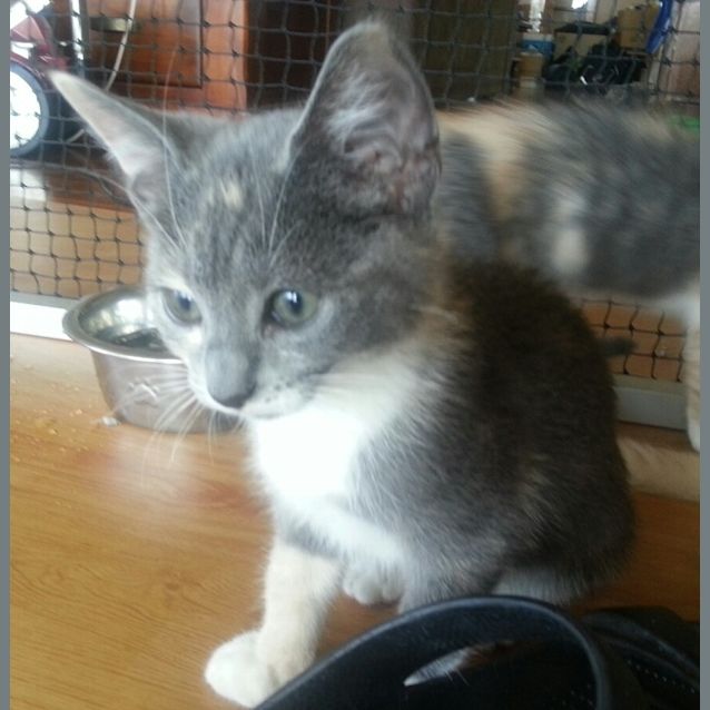 Photo of Bella
