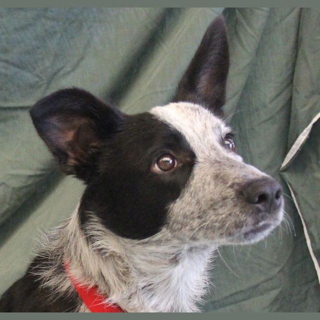 Photo of Hunter