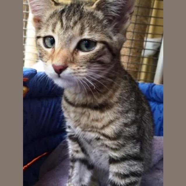 Photo of Pika