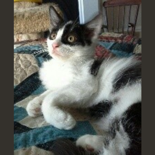 Photo of Schubert (Schubie)