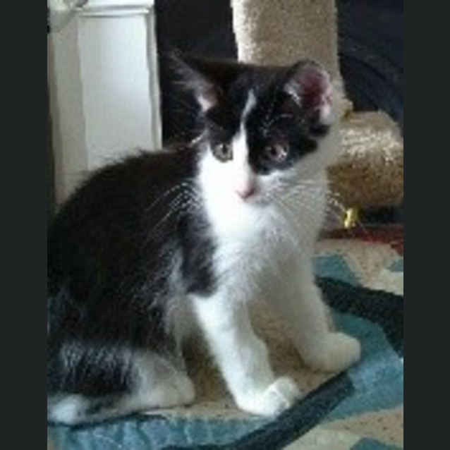 Photo of Schubert (Schubie)