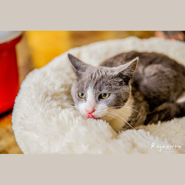Photo of Earl (Located In Craigieburn)