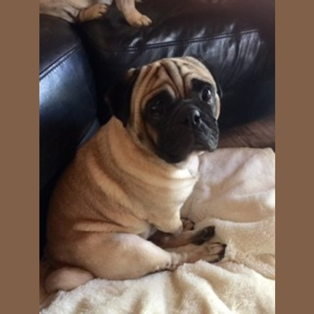 Photo of Thomas The Tank!