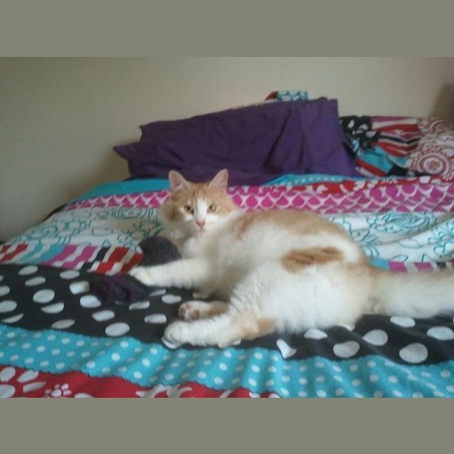 Photo of Mishka