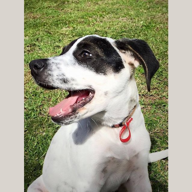 Photo of Bandit