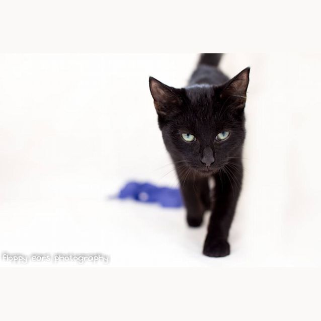 Photo of "Andes"   Purrfect Match