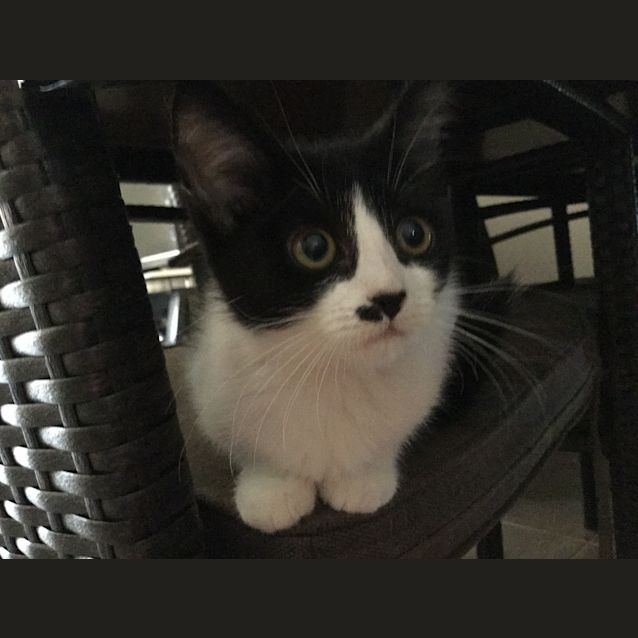 Photo of Misty **Adoption Day**