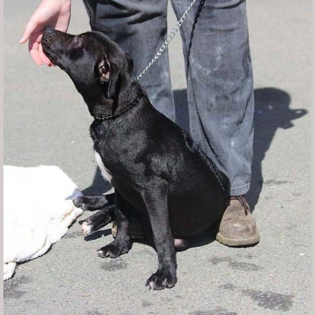 Photo of Stella
