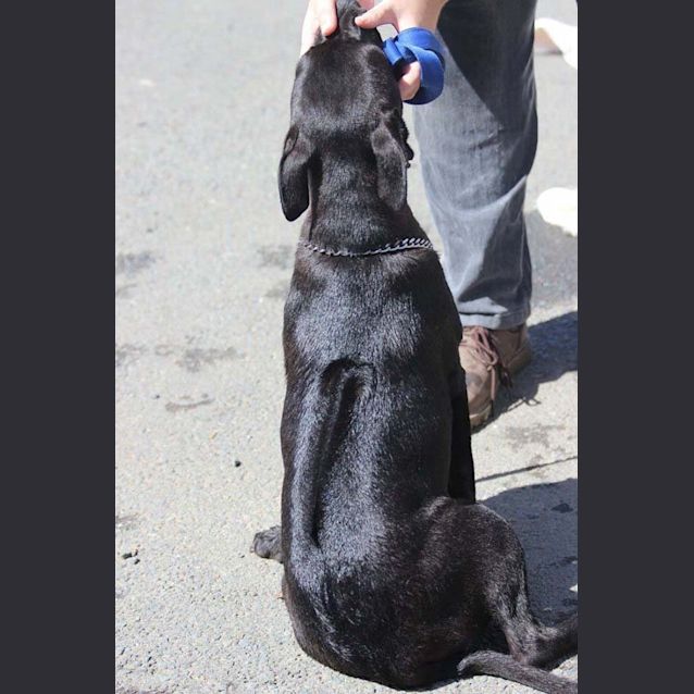 Photo of Stella