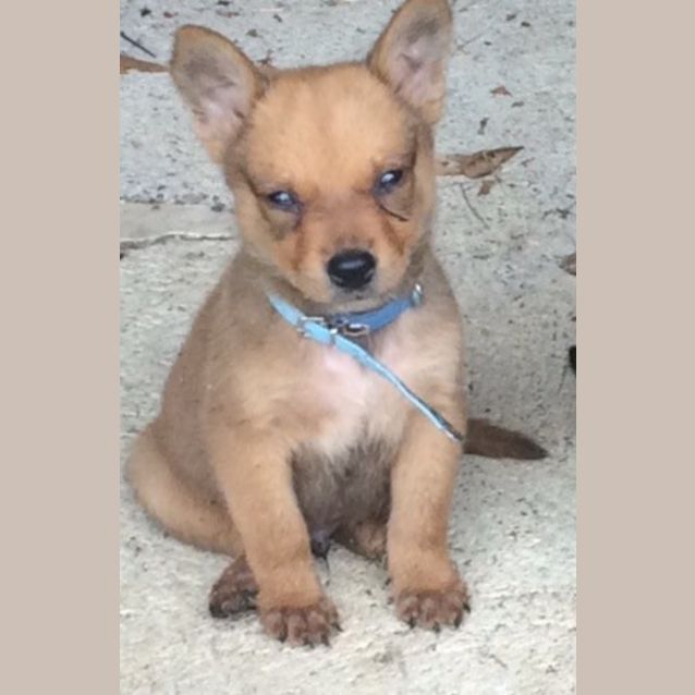 Photo of Bailey