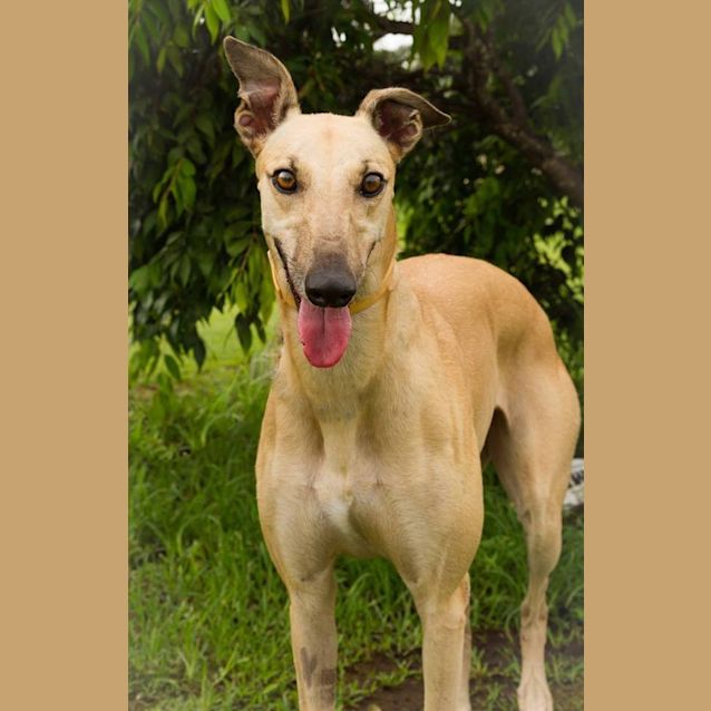 Photo of “Bea”, The Cutie Pie. Brisbane/Gold Coast