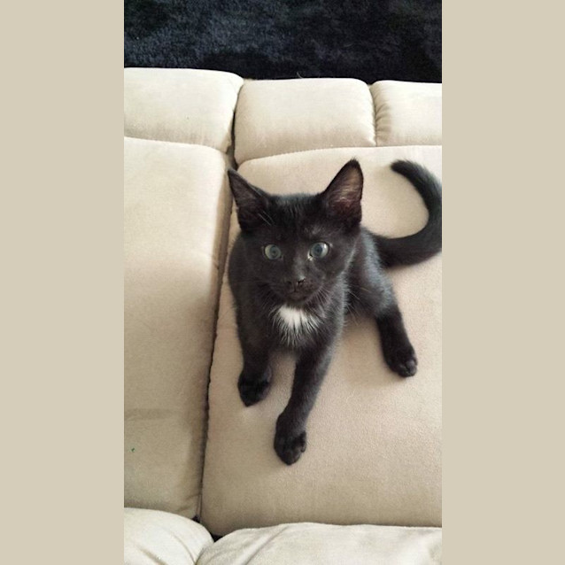 Photo of Batcat