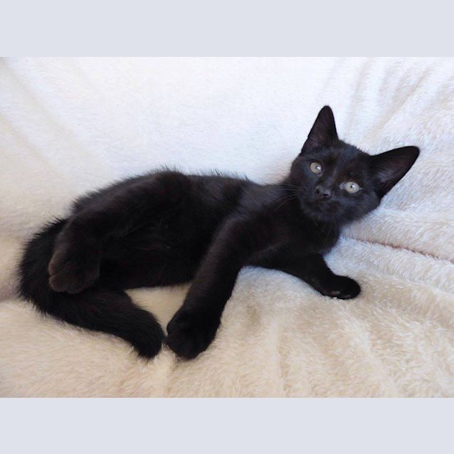 Photo of Jax