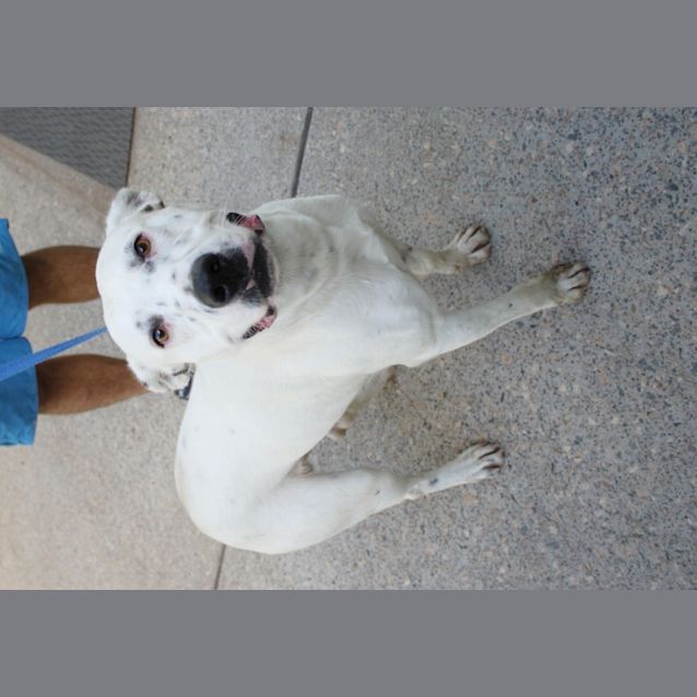 Photo of Banjo