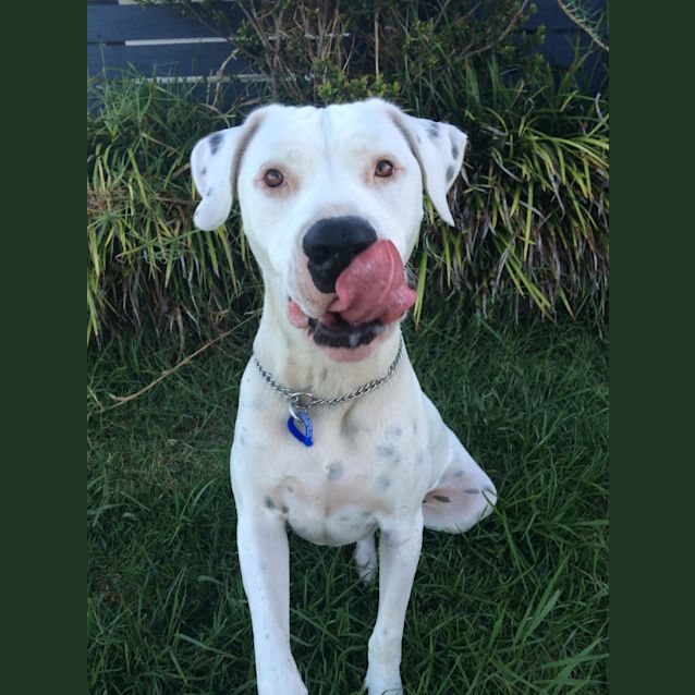 Photo of Brutus ~ Great Dane X Bull Mastiff (On Trial 5/3)