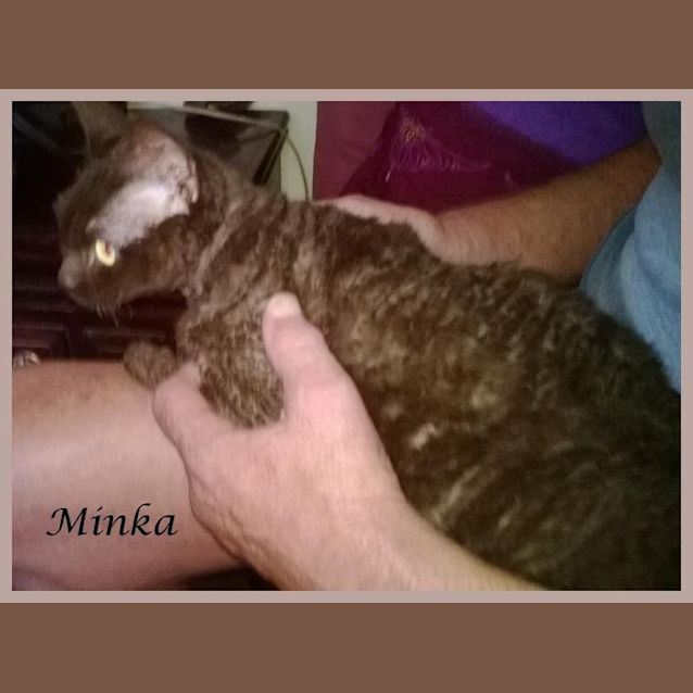 Photo of Minka