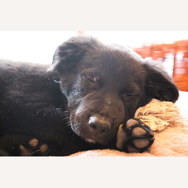 Photo of Marcus ***Under Application***