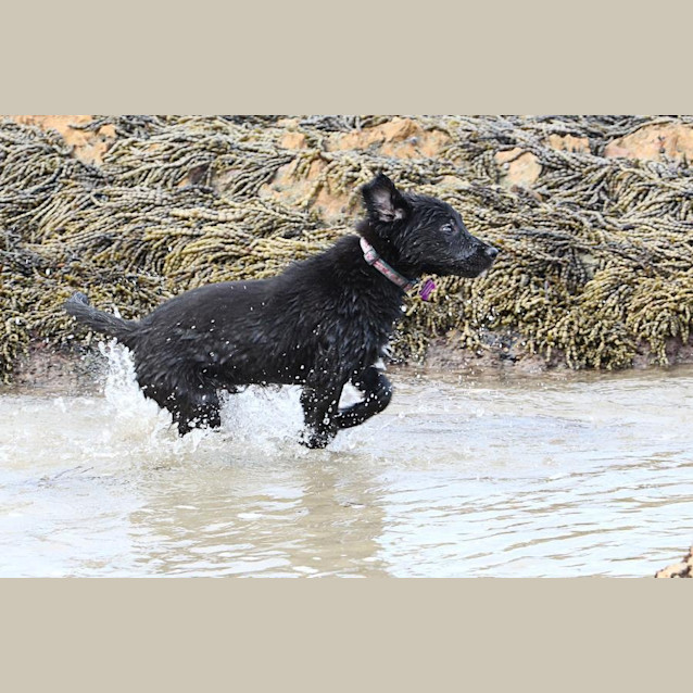 Photo of Marcus ***Under Application***