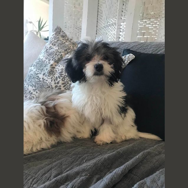 Photo of Indi