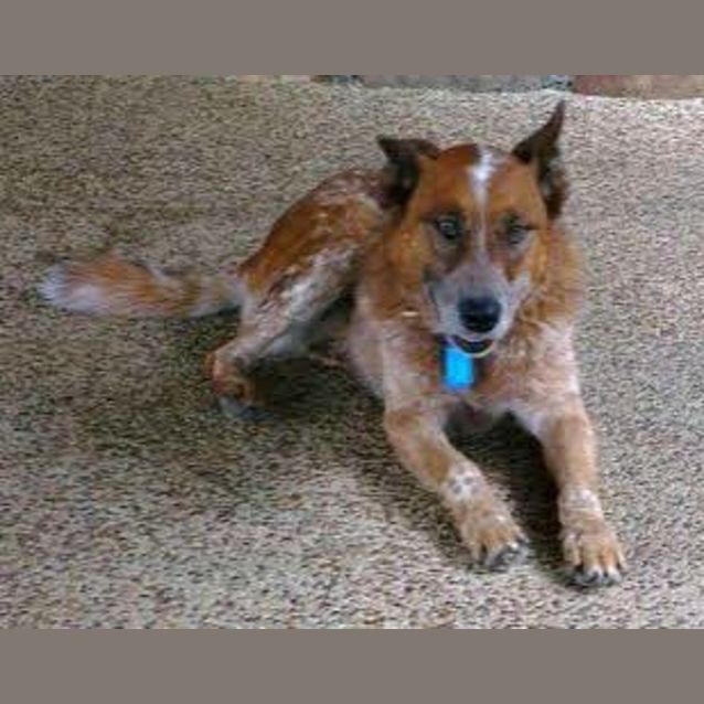 Photo of Ringo ~ Red Cattle Dog (On Trial 17/4/15)