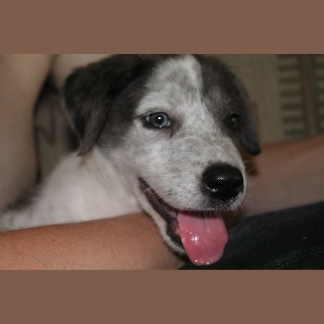 Photo of Otis