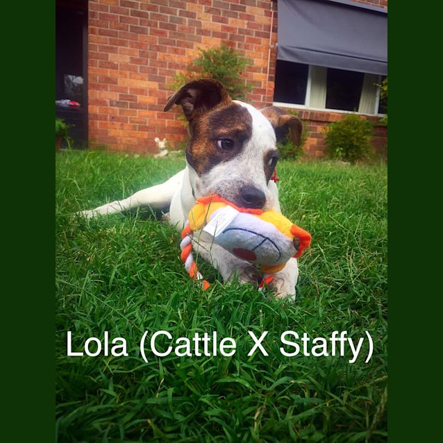 Photo of Lola (Cat Friendly)