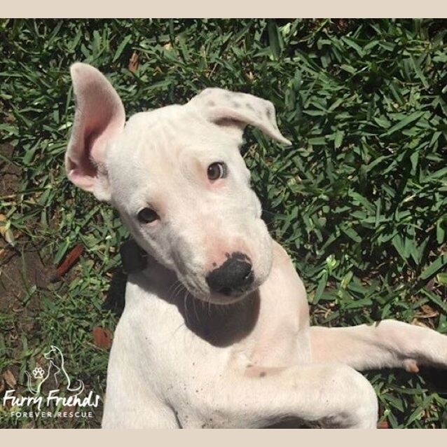 Photo of Otis ****Adorable Puppy Needs His Forever Home****