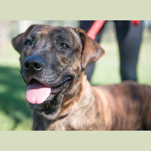 Photo of Butch ~ #1500258