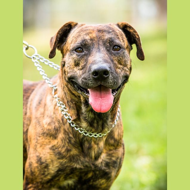 Photo of Butch ~ #1500258